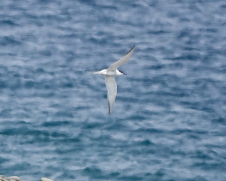 Arctic tern